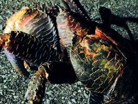 ヤシガニ発見・八重山諸島・西表島