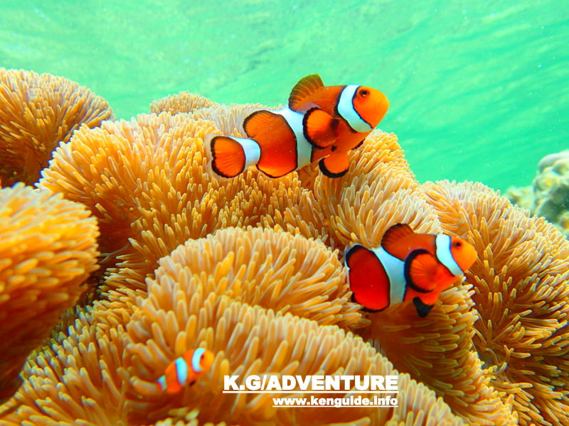 国内旅行、旅ランキング人気の離島、石垣島・西表島でお得な格安ツアー割引プランで遊ぼう!石垣島・西表島ツアーランキング1位のケンガイドがおすすめする人気のアクティビティツアーをご案内、カヌーやSUPで秘境の滝巡り、アドベンチャーボートで行くパナリ島シュノーケル・星砂の浜シュノーケリングや由布島観光との組み合わせたツアーで夏休みの家族旅行・女子旅を応援!最高の夏休みを過ごしましょう!