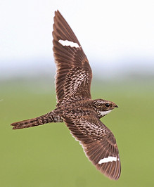 plate 147 Common Nighthawk.jfif