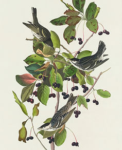 Illustration_from_Birds_of_America_(1827)_by_John_James_Audubon,_digitally_enhanced_by_raw