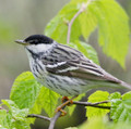 Blackpoll Warbler