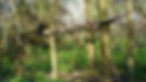 soanesCentre_forestSchool.jpg