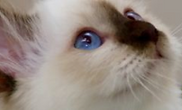 Femelle chocolat point, lilac point, seal point, red point, red tabby point, blue point