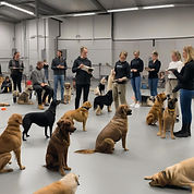 formation maitre chien canipremier