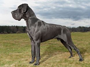 e Dogue allemand est un Compagnon fidèle jusqu'à la dévotion