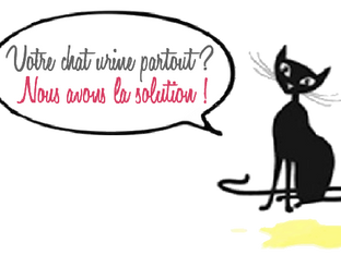 Comportementaliste Chat