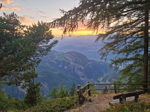 Sunset view over a mountain valley framed by pine branches; hiking trail viewpoint.