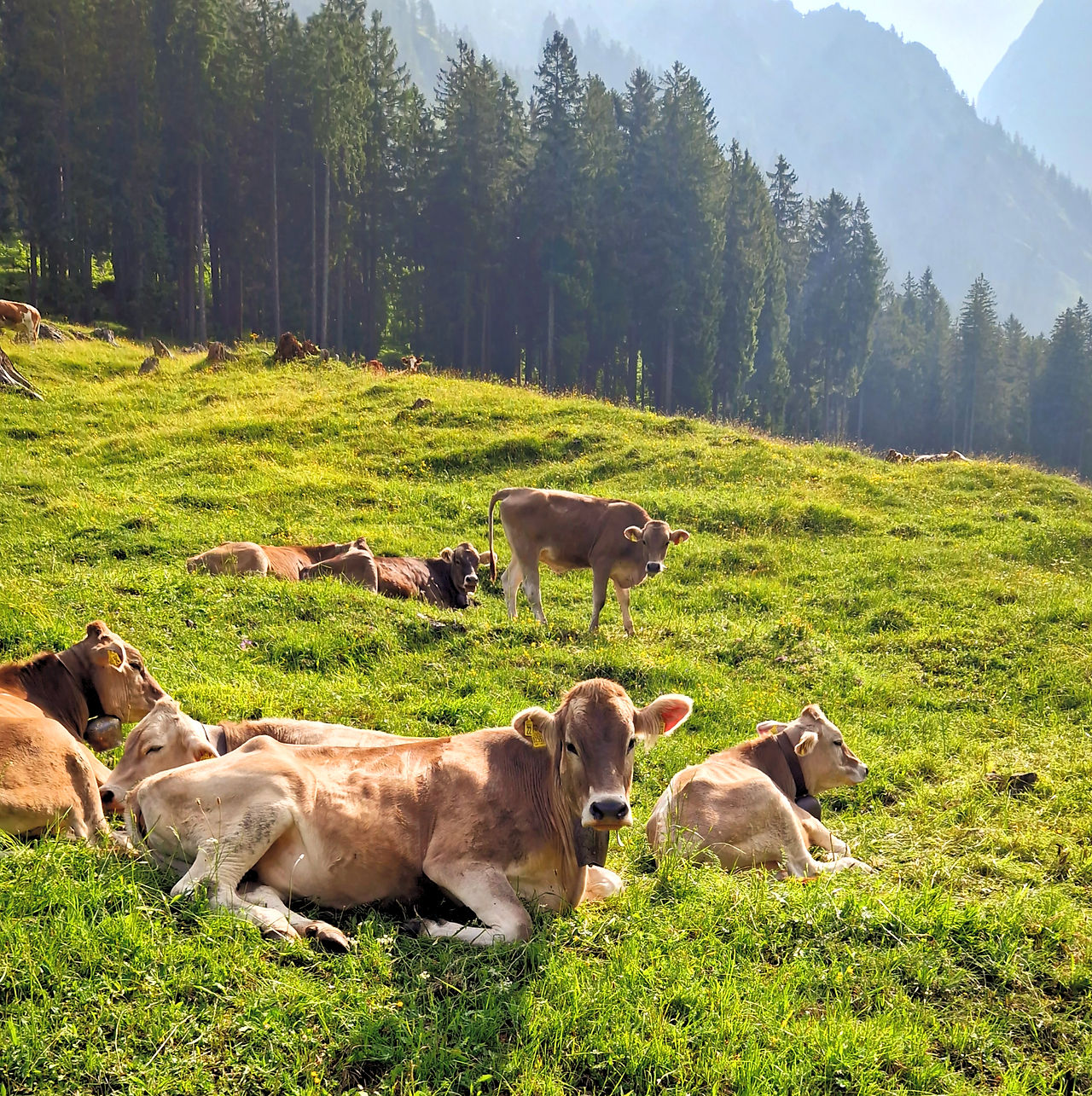 Cows on a sunny mountain pasture with dark fir forest behind.