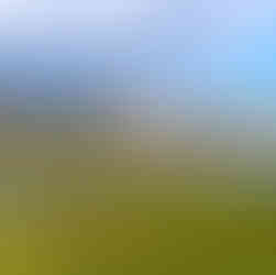 La Charca lagoon wetland near Maspalomas Dunes, Gran Canaria, with green reeds and calm water.