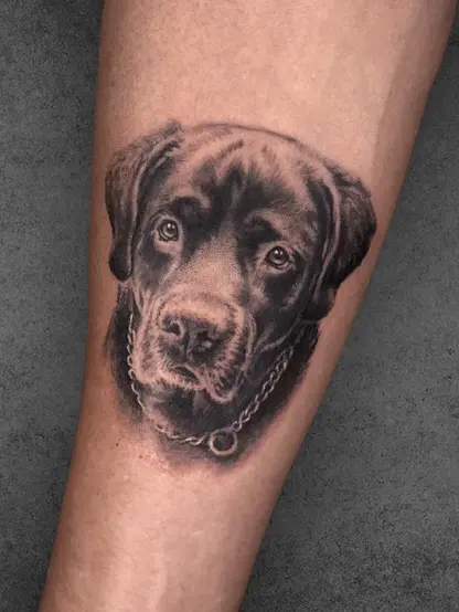 Labrador dog portrait tattoo with detailed chain collar, realistic black and grey shading on forearm