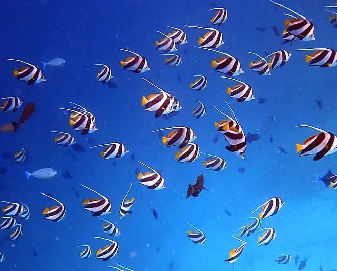 Bannerfish schooling near the reef crest, dorsal streamers waving as they feed on drifting plankton. Dhivehi Name: Dhidhamas Bibee