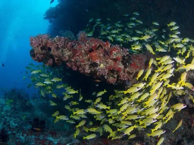 Submerged pinnacles with yellow snappers swimming around a pinnacle at Okkobe Thila.