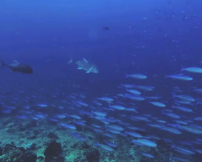 Blue striped fusiliers streaking across the midwater, pursued by hunting jackfish. Dhivehi Name: Muguraan