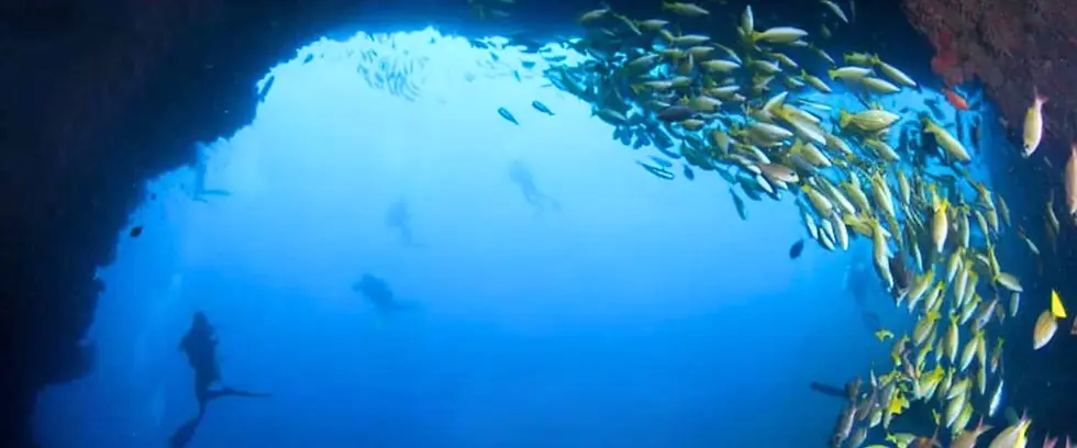Curved reef wall with caves, overhangs, and schools of tropical fish at Banana Reef.