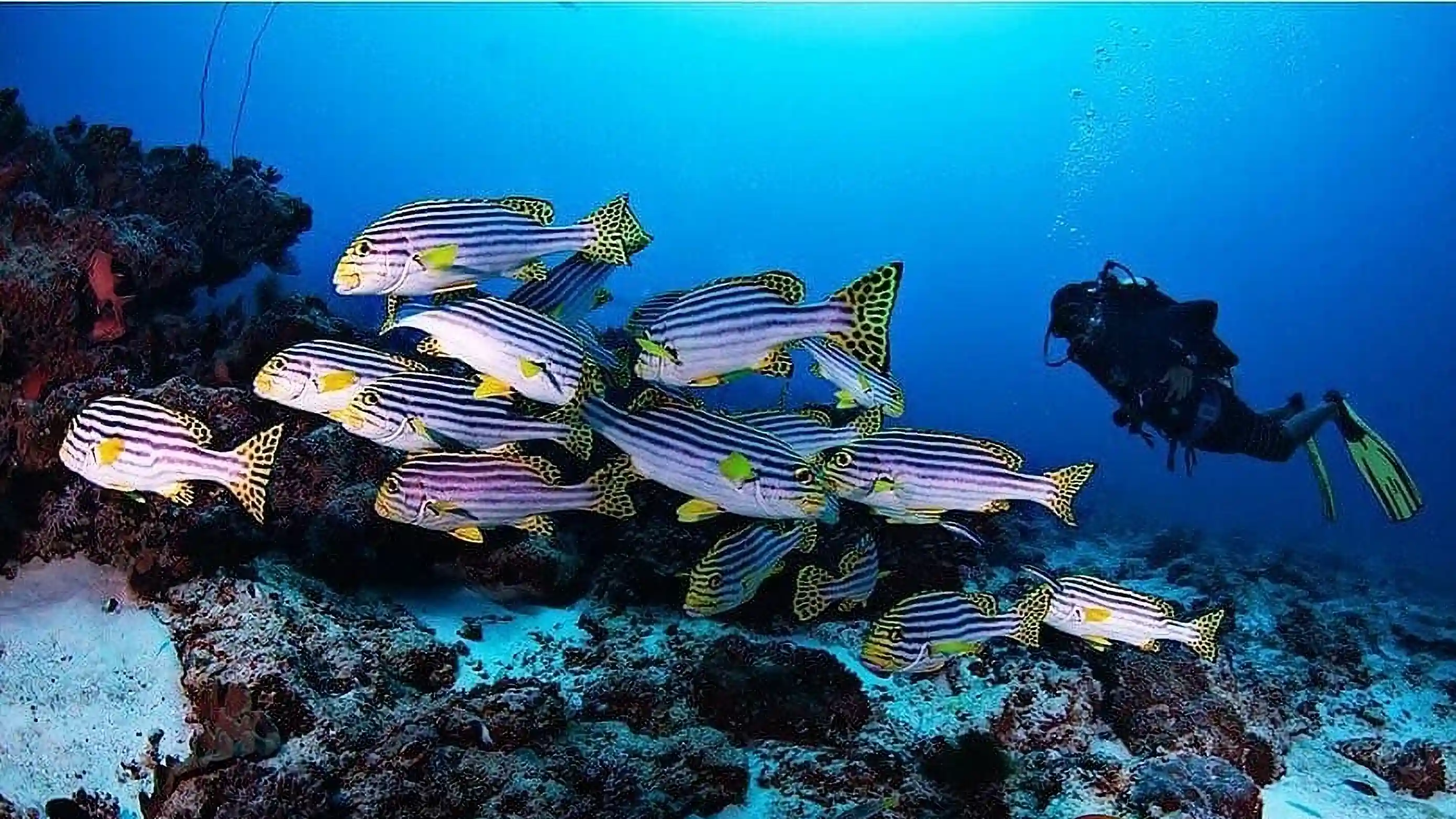 PADI Coral Reef Conservation course diver observing a school of oriental sweetlips on a vibrant reef with Dive Desk Male' and the Maldivian Academy of Diving Himmafushi in the Maldives.