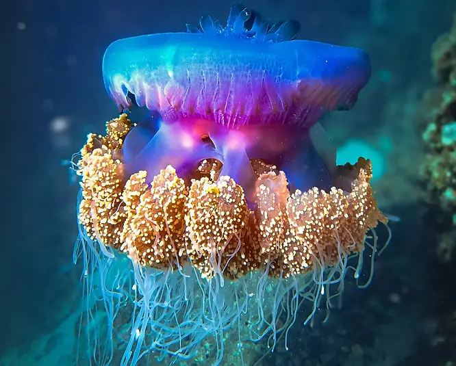 Translucent jellyfish with a delicate pink and blue bell drifts through clear blue water at Rasfannu Malé House Reef, Maldives, surrounded by small juvenile fish seeking shelter among its tentacles. Dhivehi Name: Maagandu Ginoas