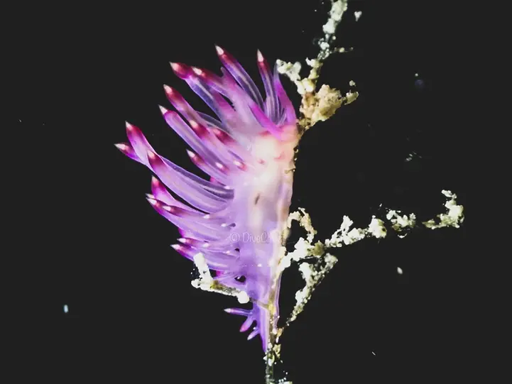 Close-up of a colorful nudibranch on coral at Rasfannu House Reef dive site in Malé, Maldives, observed with Dive Desk Male' and Maldivian Academy of Diving Himmafushi.