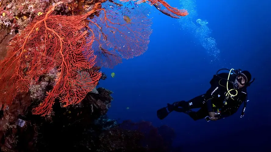 Discover-Maldives-Underwater-World_IDC_DiveDesk_Maldivian-Academy-of-Diving_edited.webp