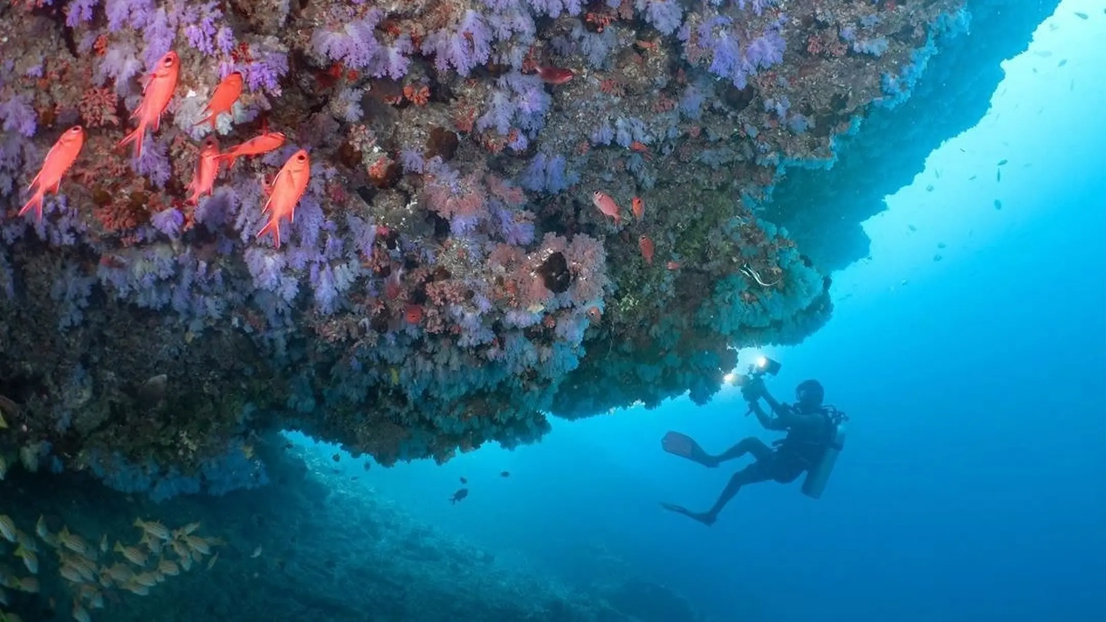 PADI Underwater Photography diver capturing images of a vibrant soft coral-covered reef with Dive Desk Male' and the Maldivian Academy of Diving Himmafushi in the Maldives.
