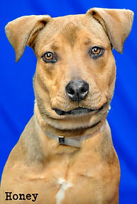 HoneyHome_3115F_300.jpg