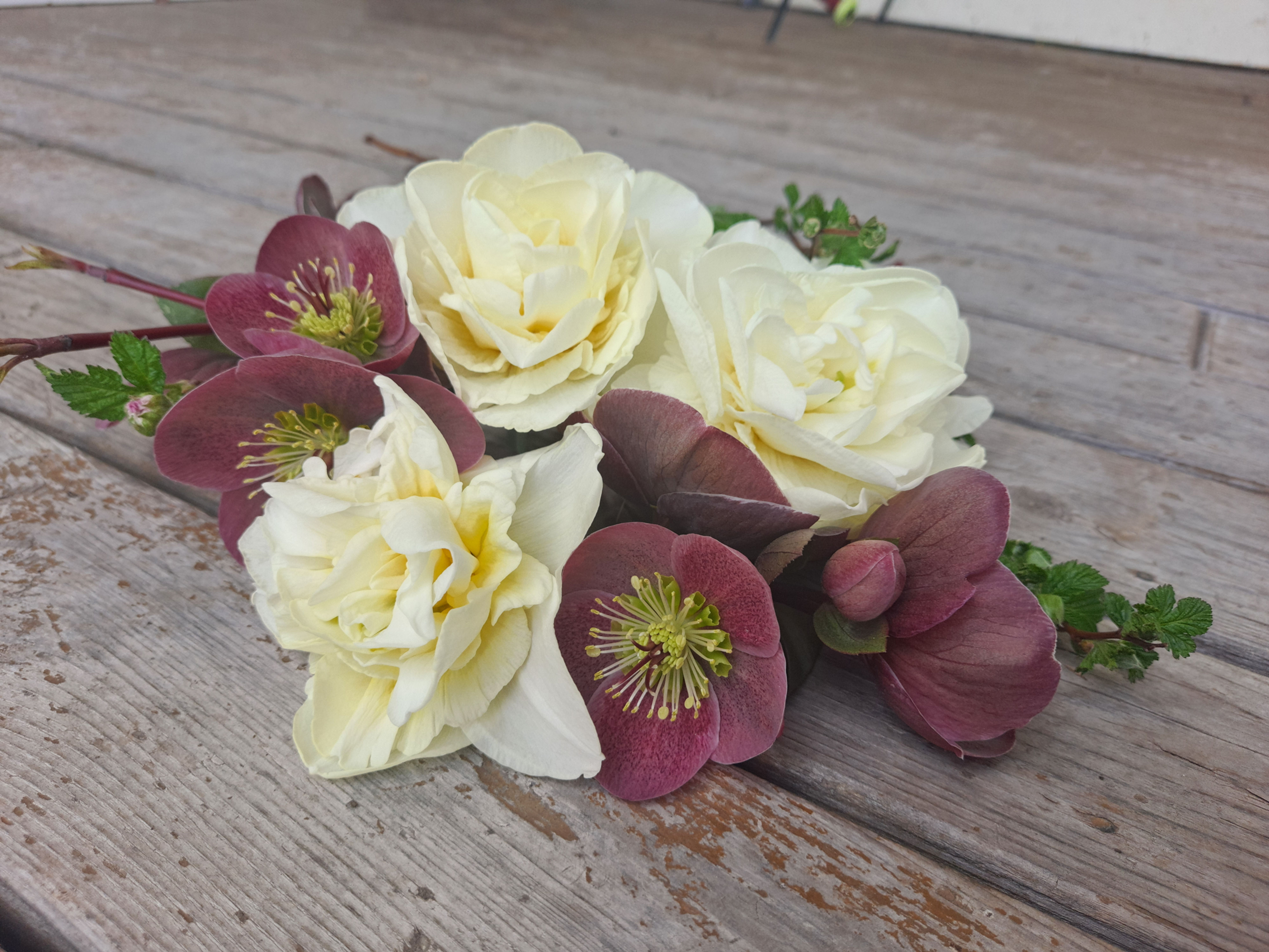Obdam Daffodils