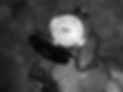 Image of a watch - because time flies in the pest control industry!