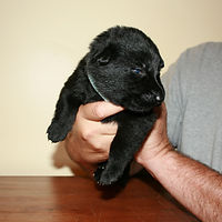 Male-Light Blue.JPG