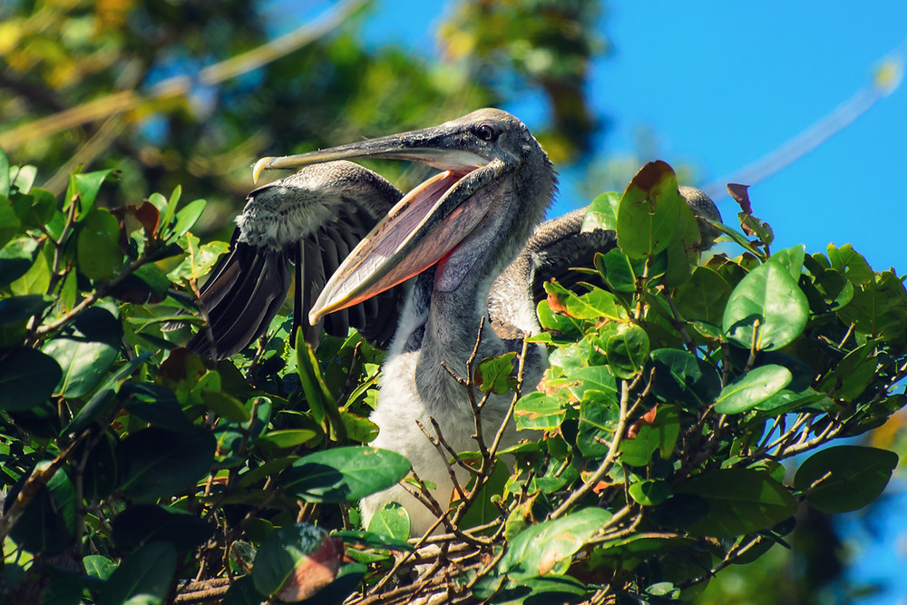 Pelicano encontrado no Parque Nacional Los Haitises
