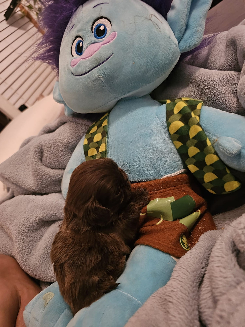 Miniatura: Male teacup  shihtzu 
