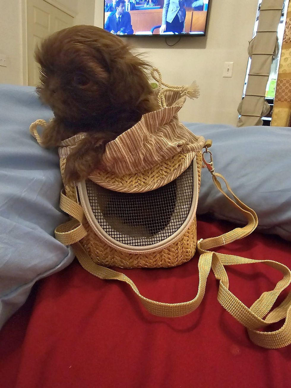 Miniatura: Male teacup  shihtzu 