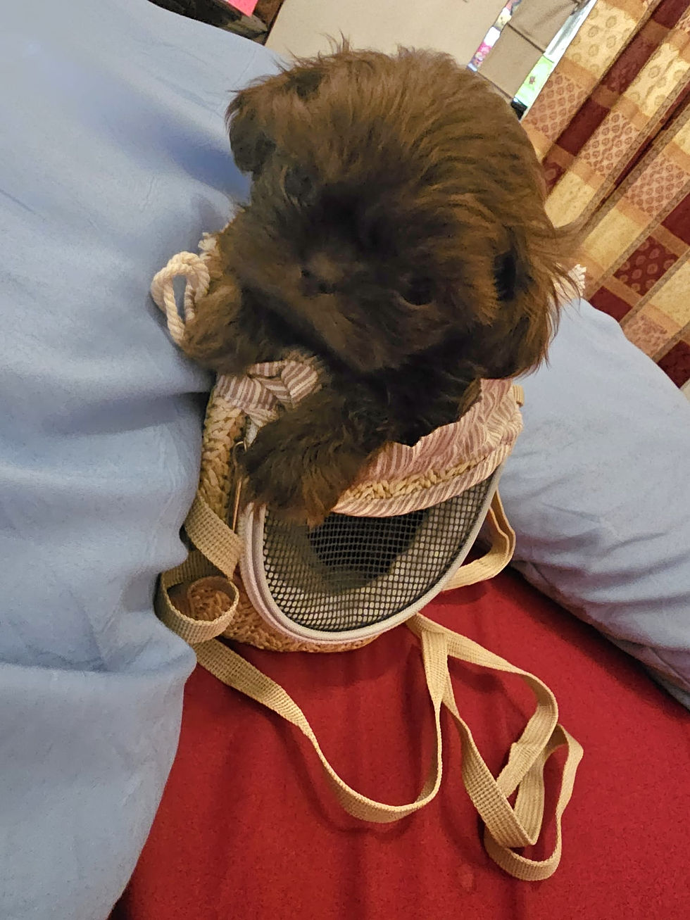 Miniatura: Male teacup  shihtzu 