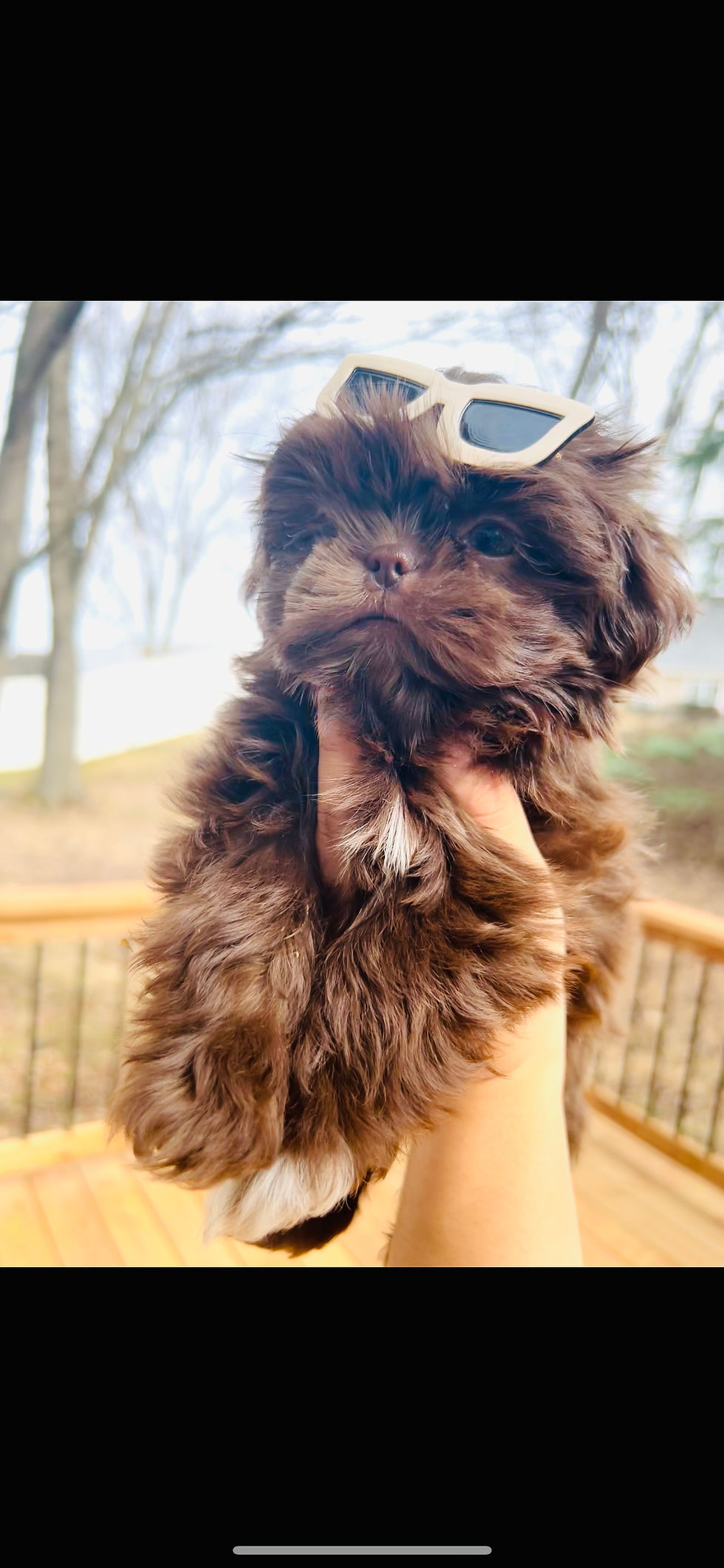 Miniatura: Female SHIHTZU teacup