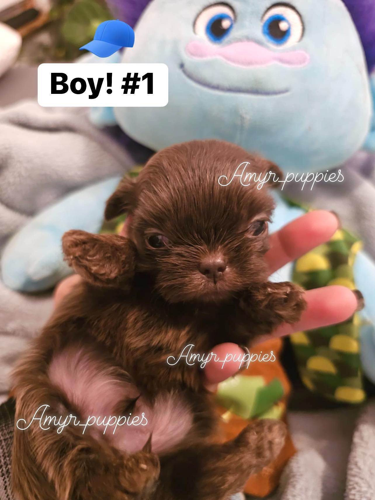 Male teacup shihtzu