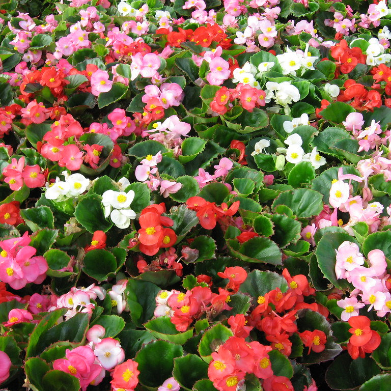 Begonia Wax Begonias Lowland Gardens