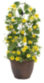 Thunbergia (Black-eyed Susan)
