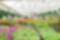 BloomersNursery-339_websize (1).jpg