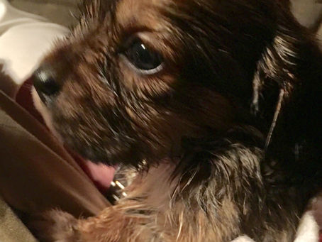 Puppies in the House!