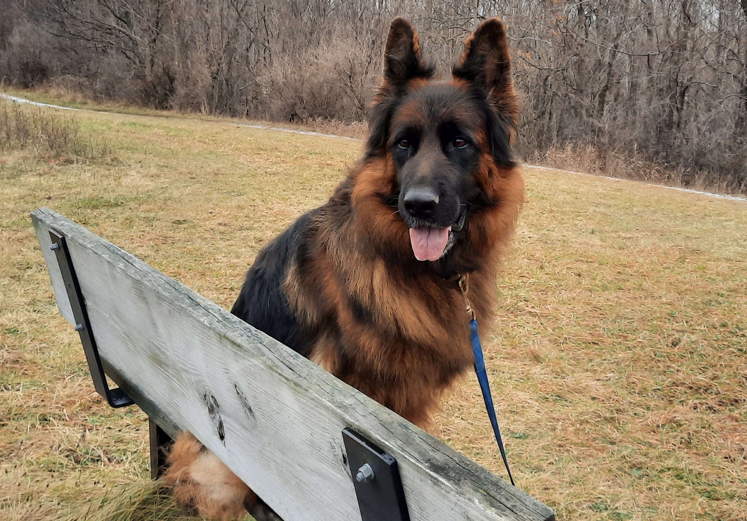 Breezy Meadows Long Coat German Shepherds