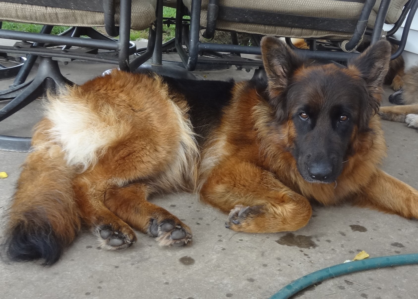 Breezy Meadows Long Coat German Shepherds