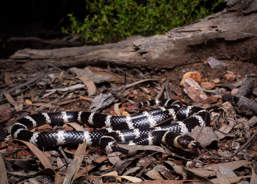 211228_VermicellaAnnulata_Inglewood_©CNZdenek_6_wm.jpg