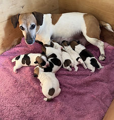 AP-Raisen-Pup-5-26-3.jpg