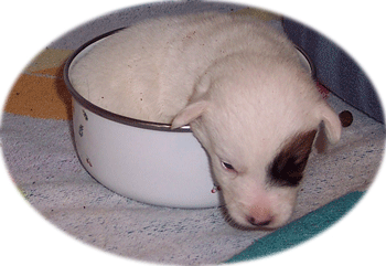 WS-Bowl pup-2.gif