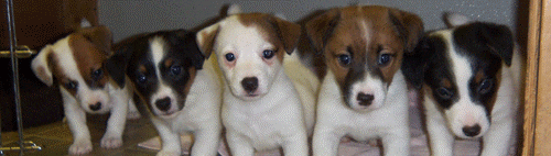 AP-Puppy Header-2.gif