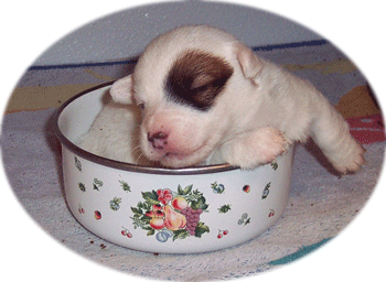 WS-Bowl pup-1.gif