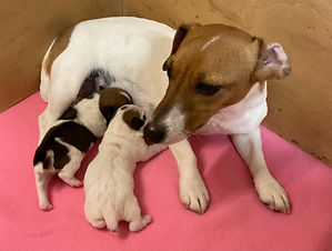 AP-Reeme-Pups-a.jpg
