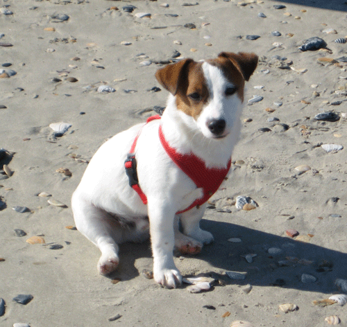 My Rocky Top - Loves the beach