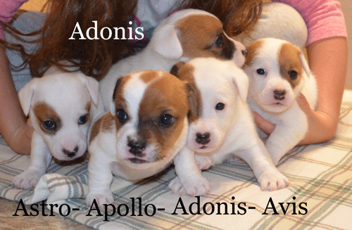 WS-MaKayla-Pups-HP.gif