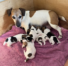AP-Penny-pups-5-26-2.jpg