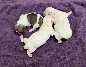 AP-Bendi-Pups-5-26-2.jpg