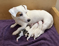 AP-Bendi-pups- 5-26-1.jpg